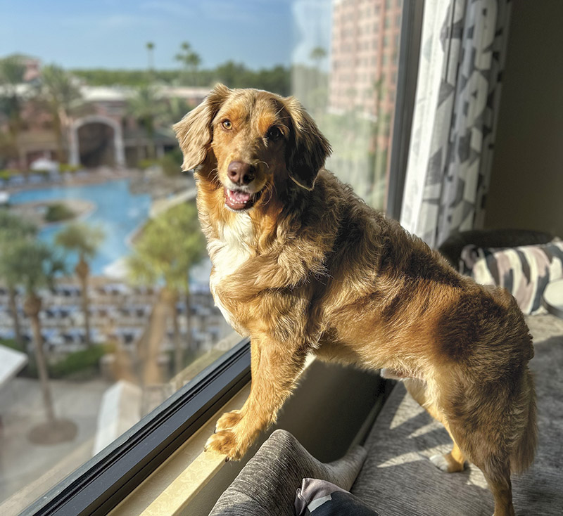 Dogs On Property Suites