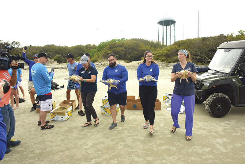 Volunteers and Georgia Sea Turtle Center staff
